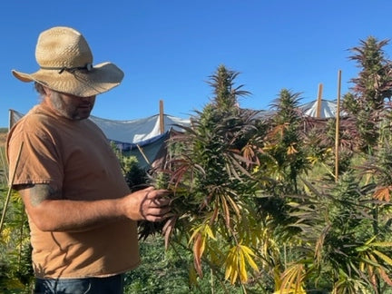 Harvey Homegrown: Autumn 2022 Harvest